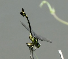 Sinictinogomphus clavatus