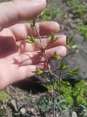 Delphinium hansenii hansenii