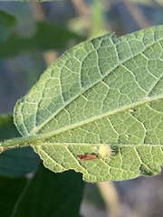 Celticecis capsularis