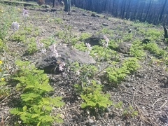 Delphinium hansenii hansenii
