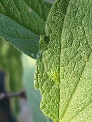 Celticecis capsularis