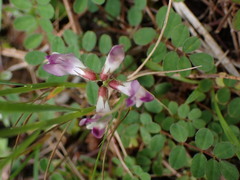 Astragalus nokoensis