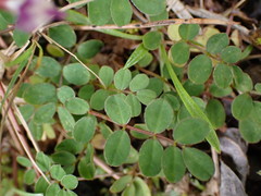 Astragalus nokoensis