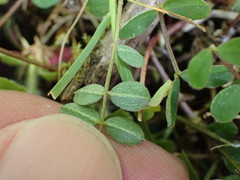 Astragalus nokoensis