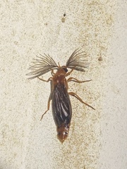 Phengodes laticollis