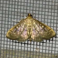 Psara obscuralis
