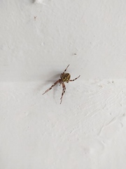 Neoscona oaxacensis