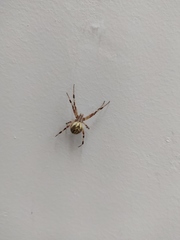 Neoscona oaxacensis
