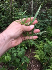 Dichanthelium dichotomum