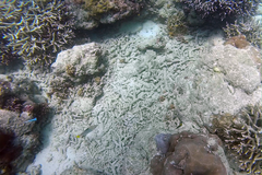 Halichoeres hortulanus