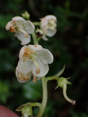 Pyrola morrisonensis