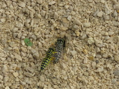 Stictia signata