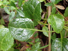 Pyrola morrisonensis