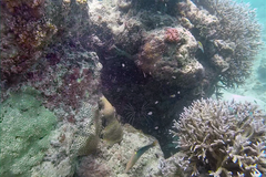 Halichoeres hortulanus