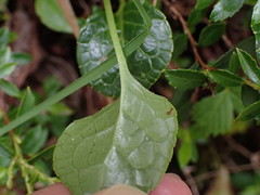 Pyrola morrisonensis