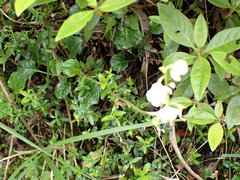 Pyrola morrisonensis