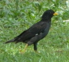 Acridotheres grandis