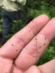 Dichanthelium dichotomum