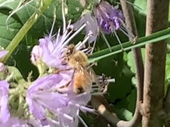 Apis mellifera