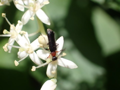 Grammoptera haematites