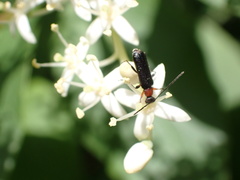 Grammoptera haematites