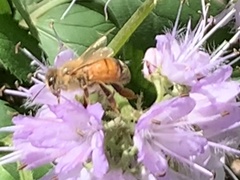 Apis mellifera