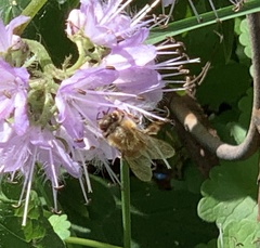 Apis mellifera