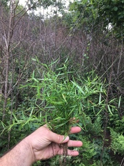Dichanthelium dichotomum