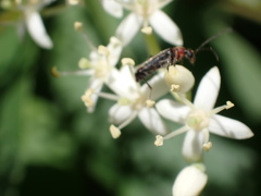 Grammoptera haematites