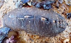Cryptoplax striata