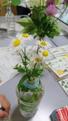 Erigeron philadelphicus