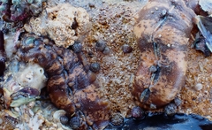Cryptoplax striata