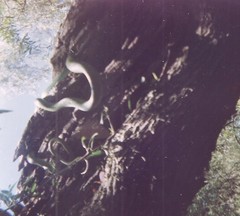 Philodryas aestiva