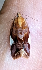 Clepsis persicana