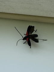 Purpuricenus humeralis