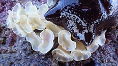 Australaria australasia