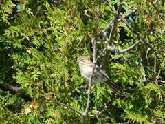 Pooecetes gramineus gramineus