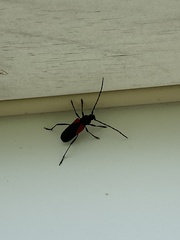 Purpuricenus humeralis