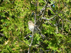 Pooecetes gramineus gramineus