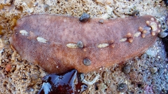 Cryptoplax striata