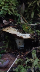 Russula fuegiana