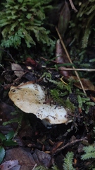 Russula fuegiana