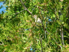 Pooecetes gramineus gramineus