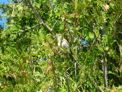 Pooecetes gramineus gramineus