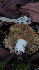 Russula fuegiana