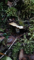 Russula fuegiana
