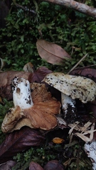 Russula fuegiana