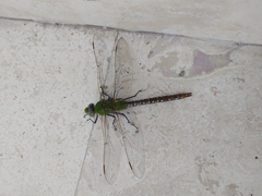 Anax concolor