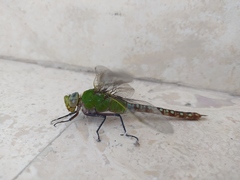 Anax concolor