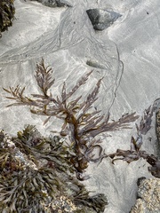 Desmarestia herbacea